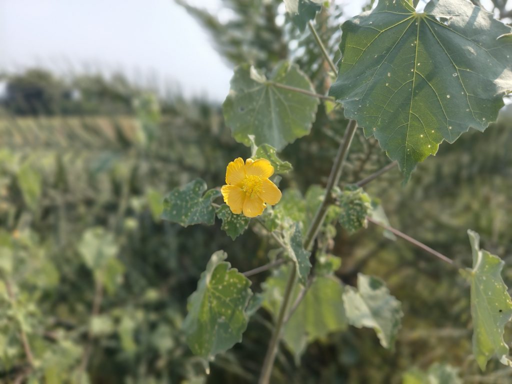 Atibala Plant Uses In Telugu