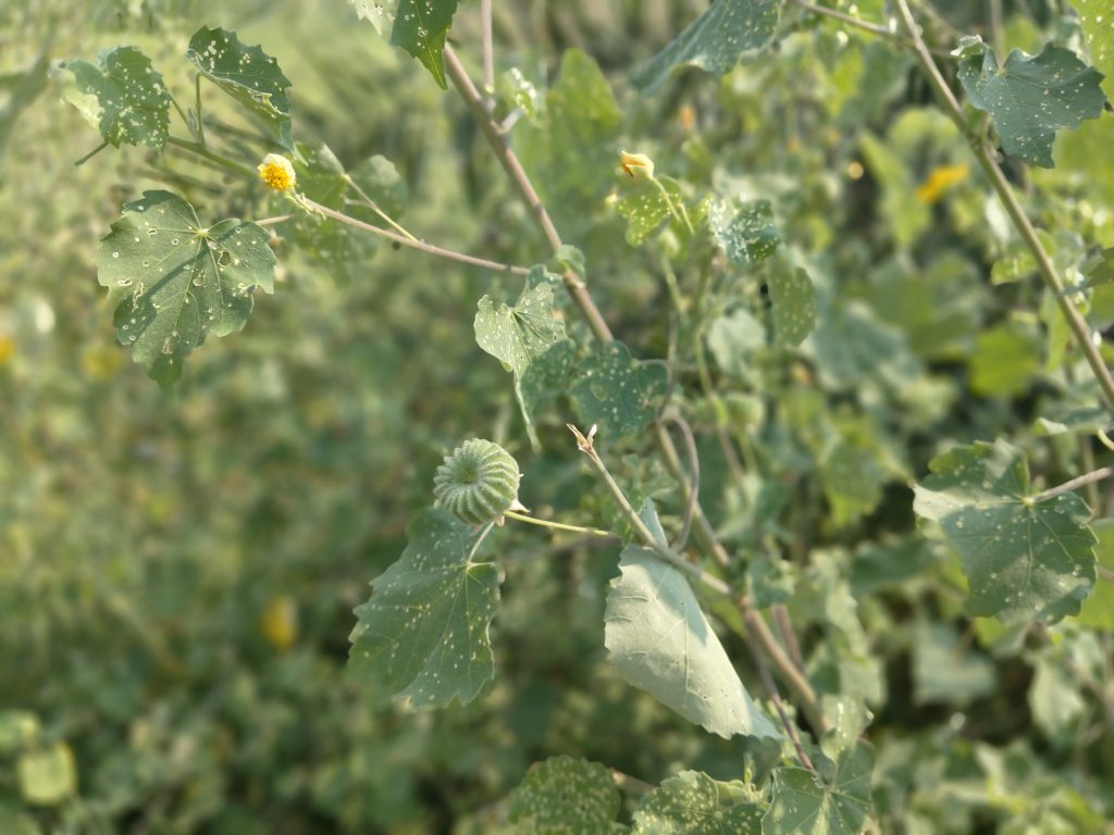 Atibala Plant Uses In Telugu