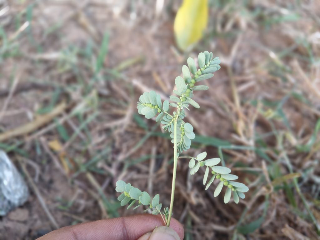 Nela Usiri Uses In Telugu