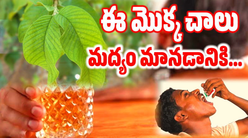 How To Stop Drinking Alcohol In Telugu - మద్యపానం ఆపడానికి ఈ ఒక్క మార్గం చాలు .