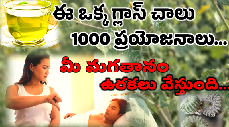 Atibala Plant Uses In Telugu - 1000 రోగాలను నయం చేసే శక్తి దీనికి ఉంది.