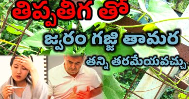 Tippa Teega Uses In Telugu - తిప్ప తీగ ఉపయోగాలు.