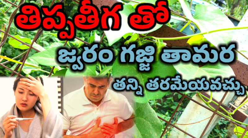 Tippa Teega Uses In Telugu - తిప్ప తీగ ఉపయోగాలు.