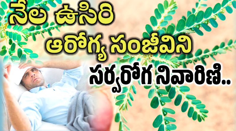 Nela Usiri Uses In Telugu - నేల ఉసిరి వల్ల ఉపయోగాలు