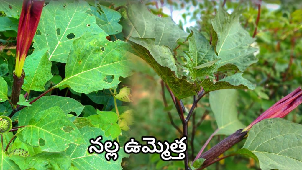 Nalla Ummetha Chettu- ఉమ్మెత చెట్టు ఉపయోగాలు