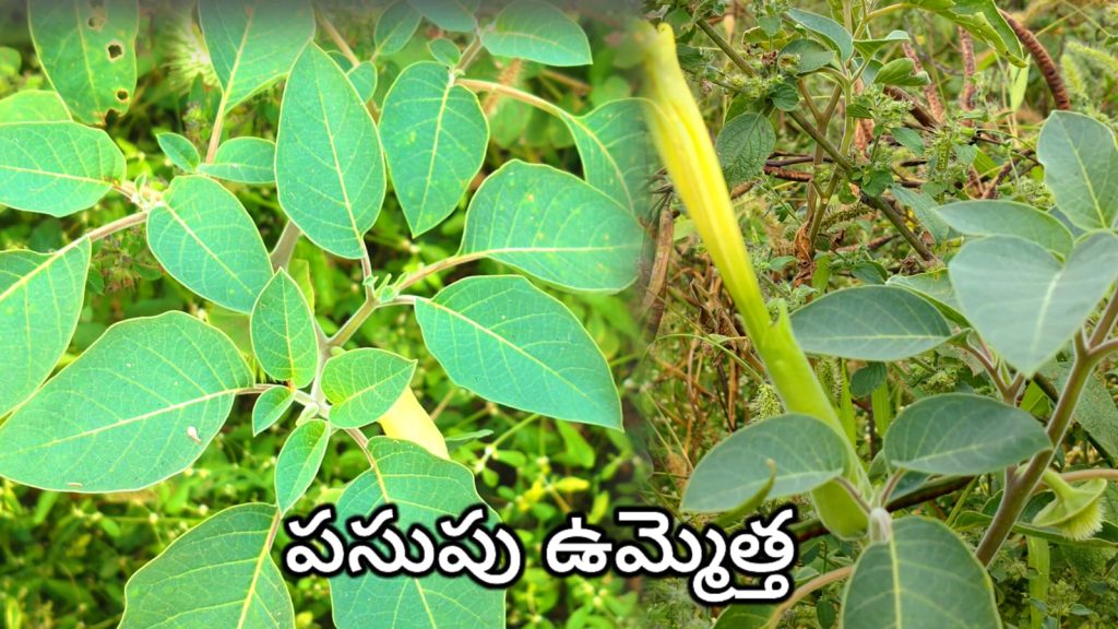 Nalla Ummetha Chettu- ఉమ్మెత చెట్టు ఉపయోగాలు