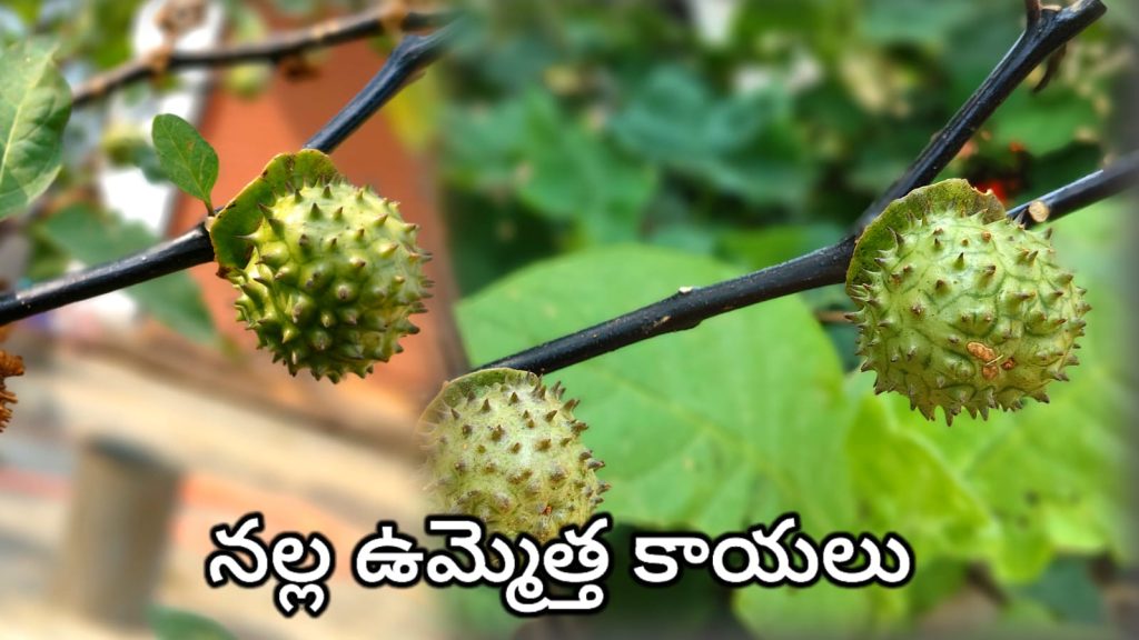 Nalla Ummetha Chettu- ఉమ్మెత చెట్టు ఉపయోగాలు