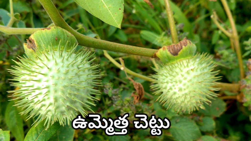 Nalla Ummetha Chettu- ఉమ్మెత చెట్టు ఉపయోగాలు