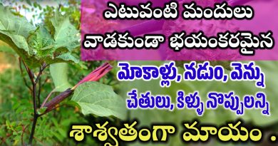 Ummetha Plant Uses In Telugu - ఉమ్మెత చెట్టు ఉపయోగాలు