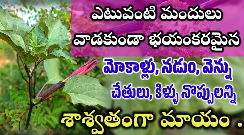 Ummetha Plant Uses In Telugu - ఉమ్మెత చెట్టు ఉపయోగాలు