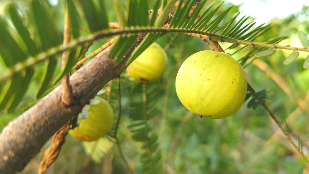 Usirikaya - ఉసిరికాయ