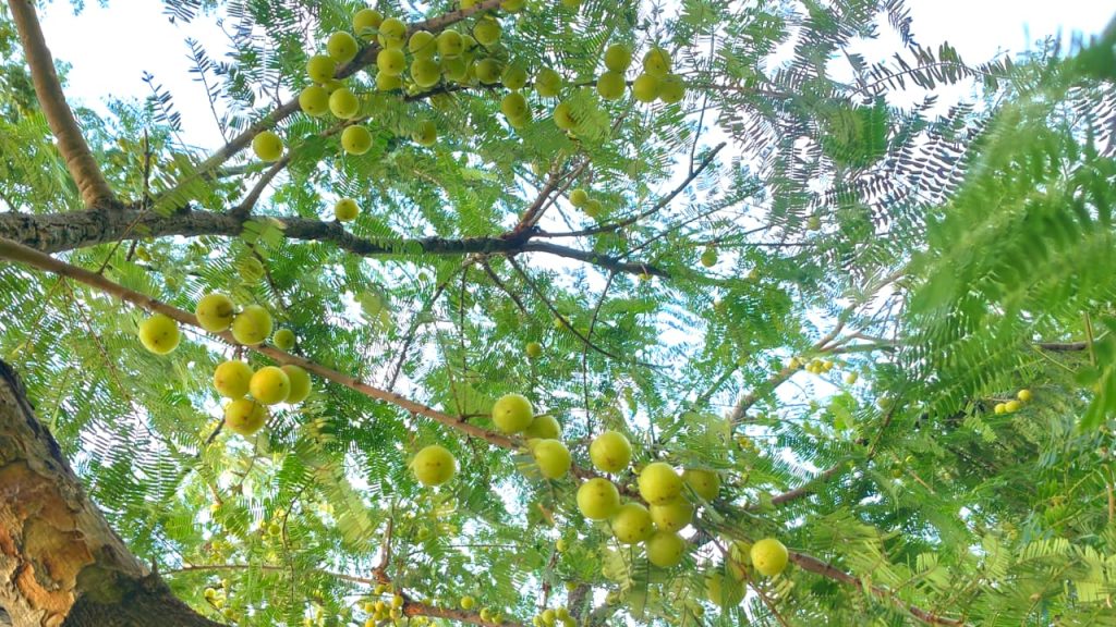 Usirikaya - ఉసిరికాయ ఉపయోగాలు.