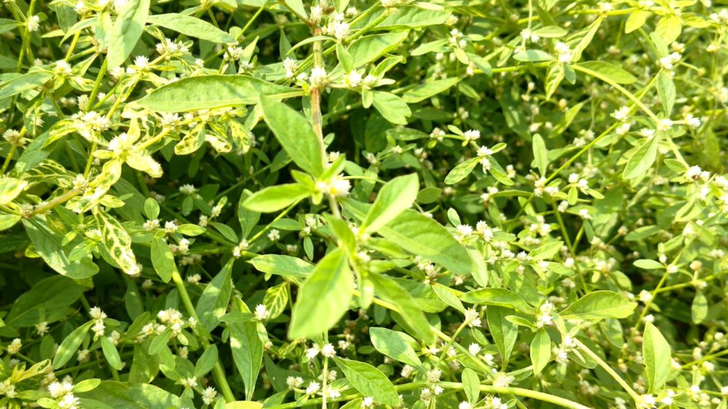 Kidney stone - కొండపిండి ఆకు ఉపయోగాలు