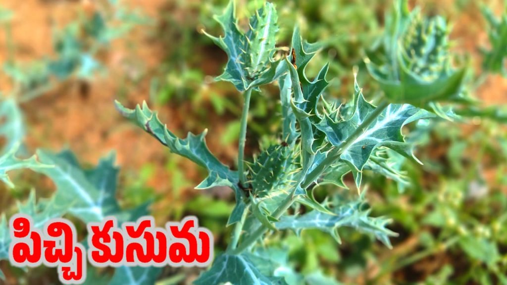 Mexican Prickly Poppy - చర్మ సమస్యలు