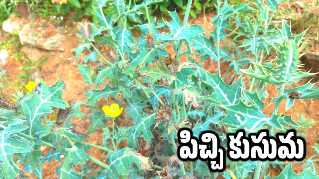 Mexican Prickly Poppy - చర్మ సమస్యలు