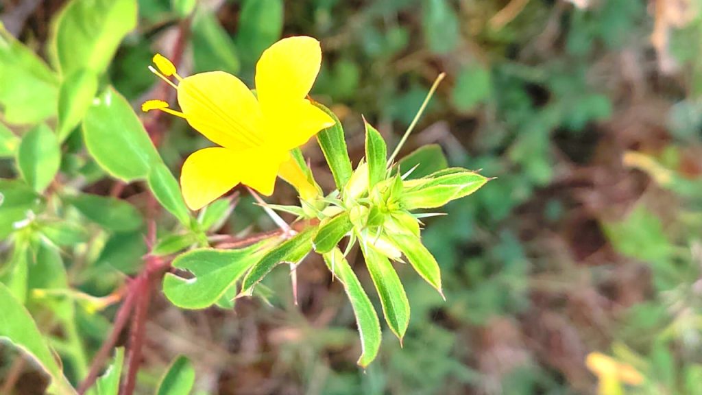 Vajradanti -  వజ్రదంతి చెట్టు