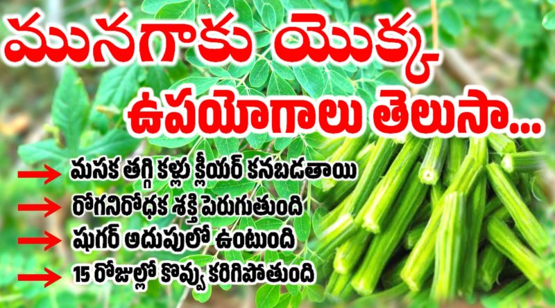 Munagaku Benefits In Telugu