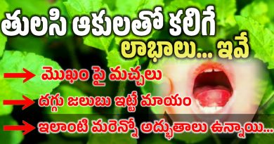 Tulasi Plant - తులసి చెట్టు