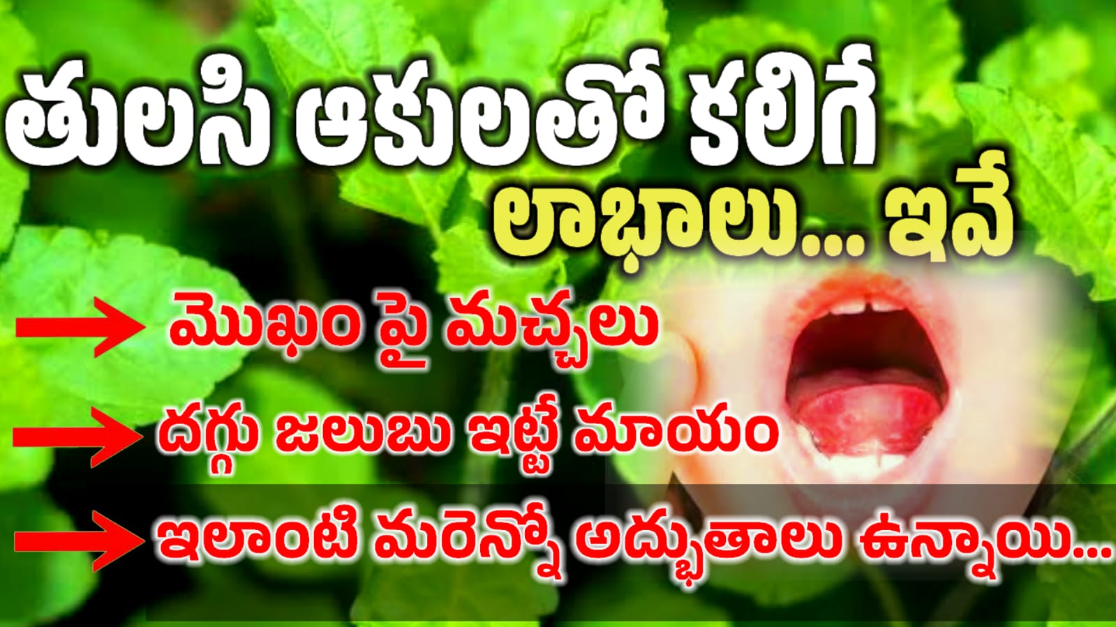 Tulasi Plant - తులసి చెట్టు