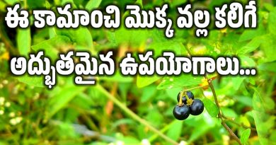 Black Nightshade - కామంచి