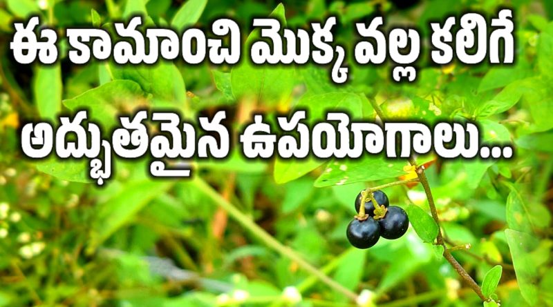 Black Nightshade - కామంచి