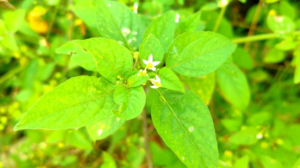 Black Nightshade - కామంచి