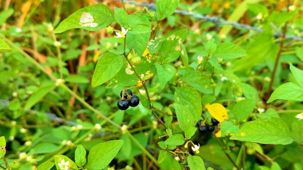 Black Nightshade - కామంచి