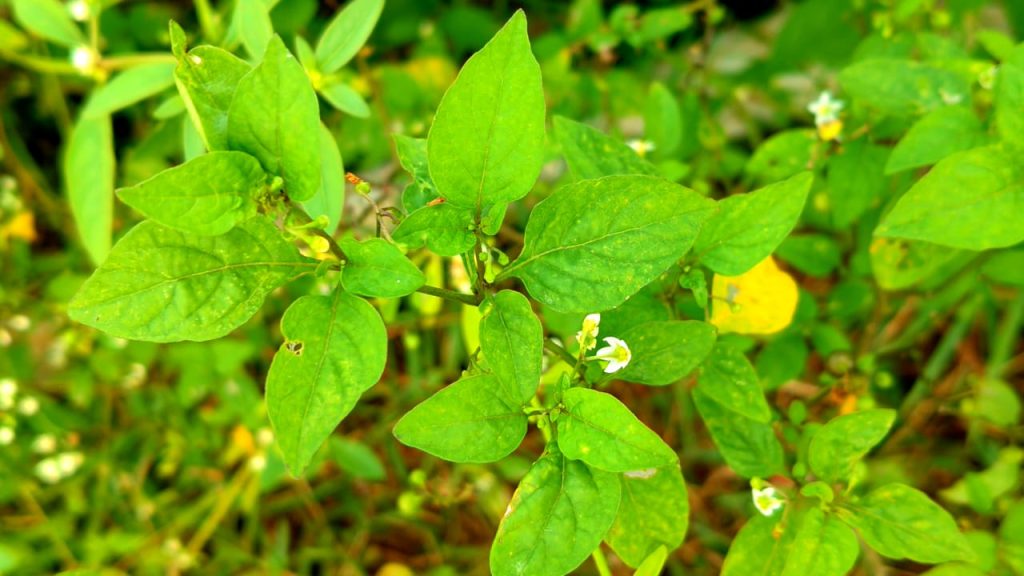 Black Nightshade - కామంచి