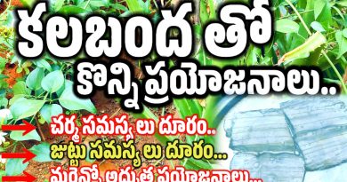 Aloe vera - కలబంద