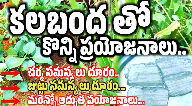 Aloe vera - కలబంద