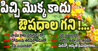 Lantana Camara - తలంబ్రాలు చెట్టు