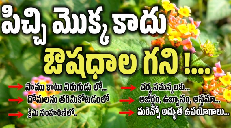 Lantana Camara - తలంబ్రాలు చెట్టు