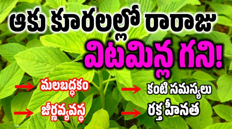 Thota kura - తోట కూర ఉపయోగాలు