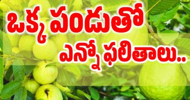 Guava Frui - జామ పండు ఉపయోగాలు