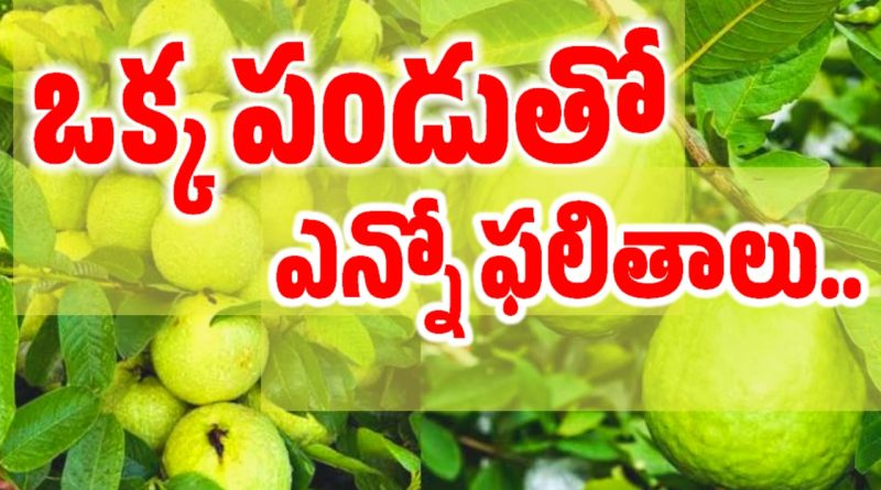 Guava Frui - జామ పండు ఉపయోగాలు