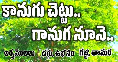 Ganuga Oil - కానుగ చెట్టు