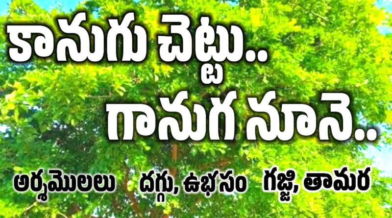 Ganuga Oil - కానుగ చెట్టు