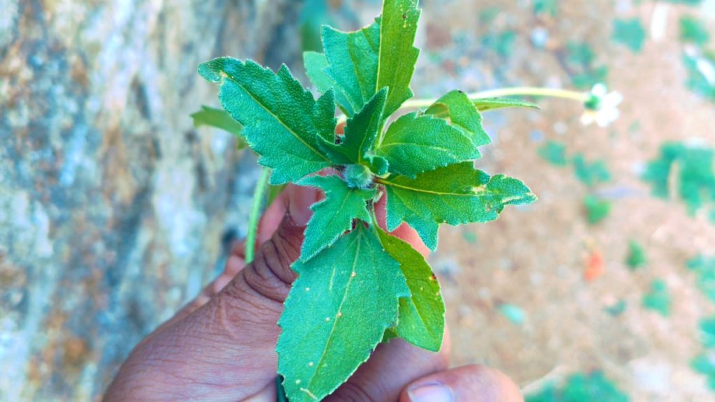 Gaddi Chamanthi - గడ్డి చామంతి