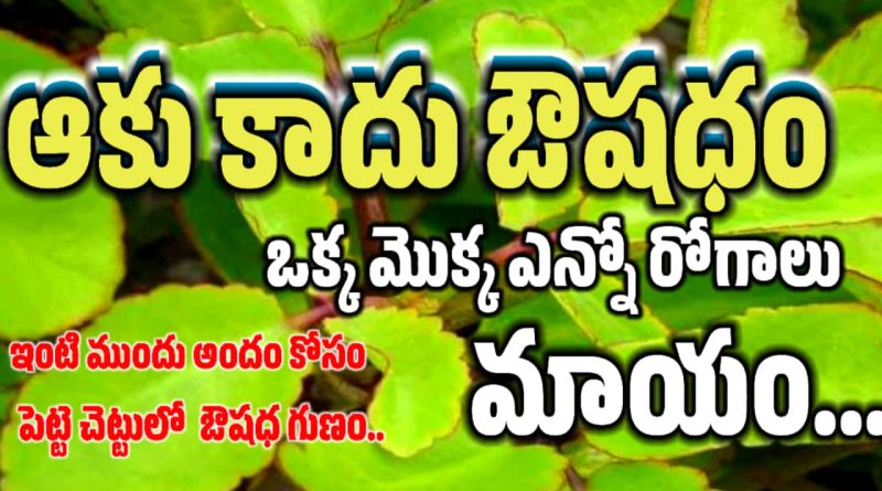 Ranapala Plant - రణపాల చెట్టు