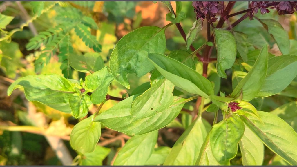 Tulasi Plant 