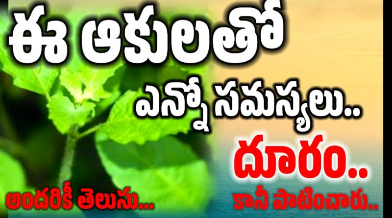 Tulasi Plant - తూలసి ఆకూ ఉపయోగాలు