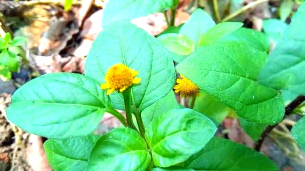 Anacyclus Pyrethrum