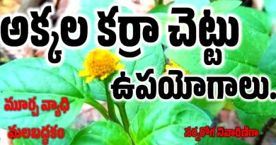 Anacyclus Pyrethrum - అక్కలకర్ర ఉపయోగాలు