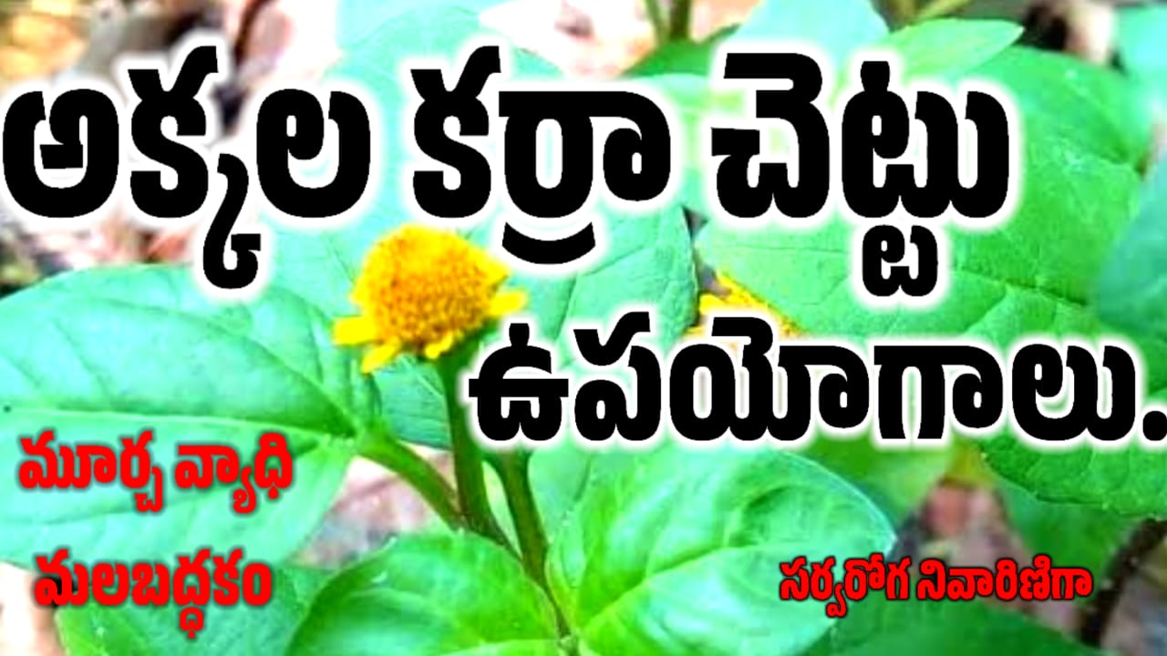 Anacyclus Pyrethrum - అక్కలకర్ర ఉపయోగాలు