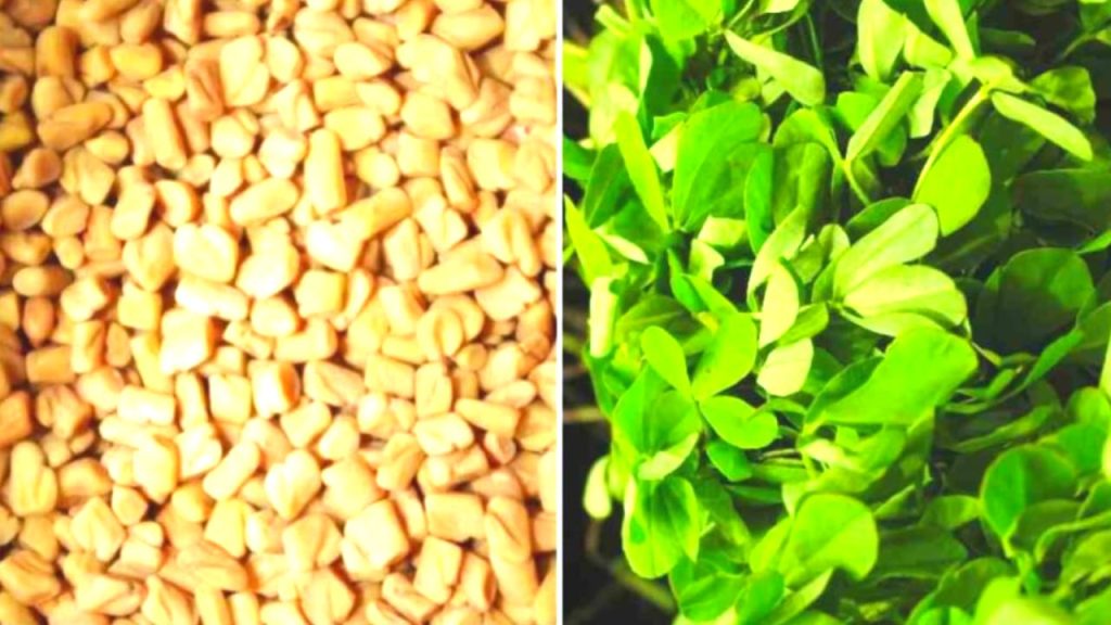 Fenugreek Leaves