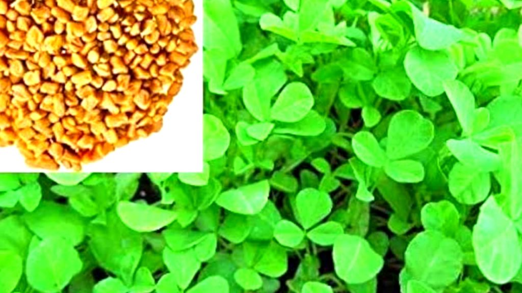 Fenugreek Leaves