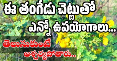 Tangedu Chettu - తంగేడు చెట్టు