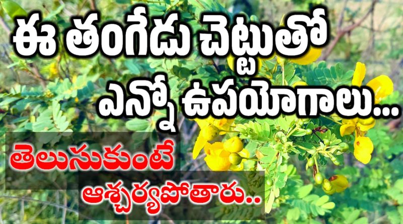 Tangedu Chettu - తంగేడు చెట్టు