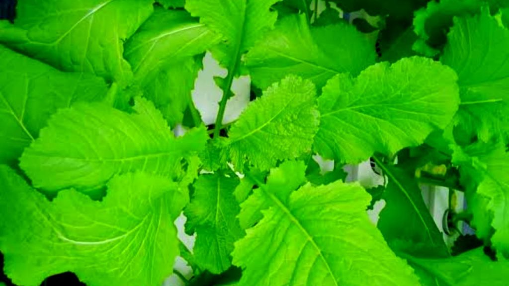 Mustard Leaves In Telugu