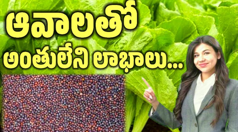 Mustard Leaves In Telugu